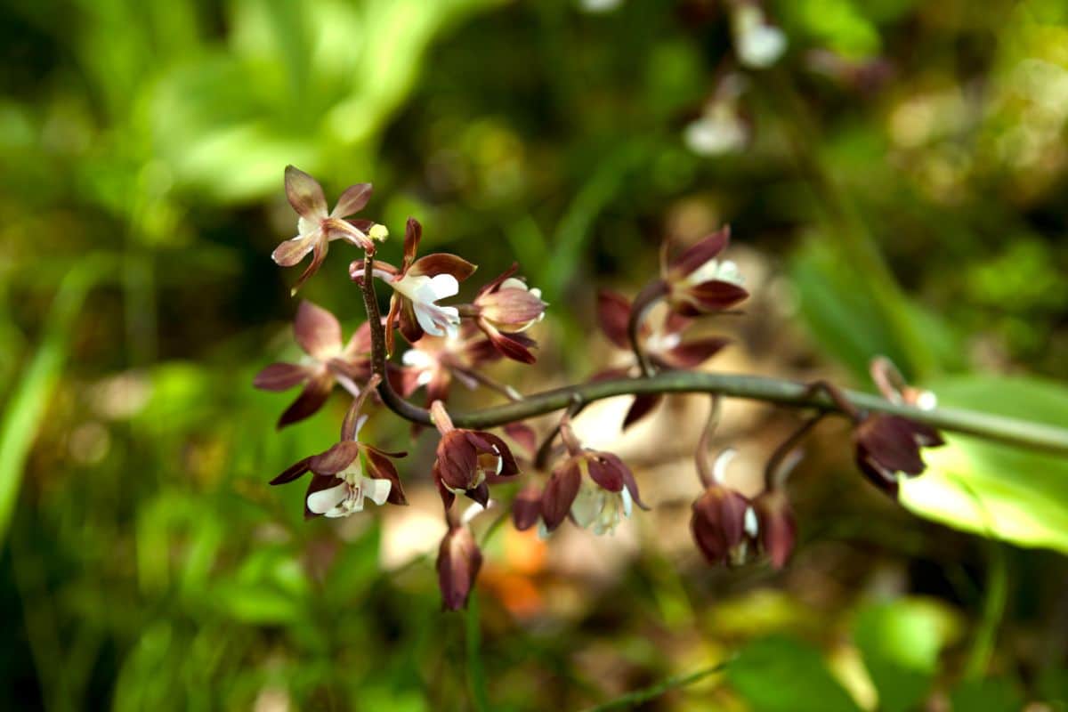 Bicolored mahogany and white Japanese Hardy Orchid blossoms