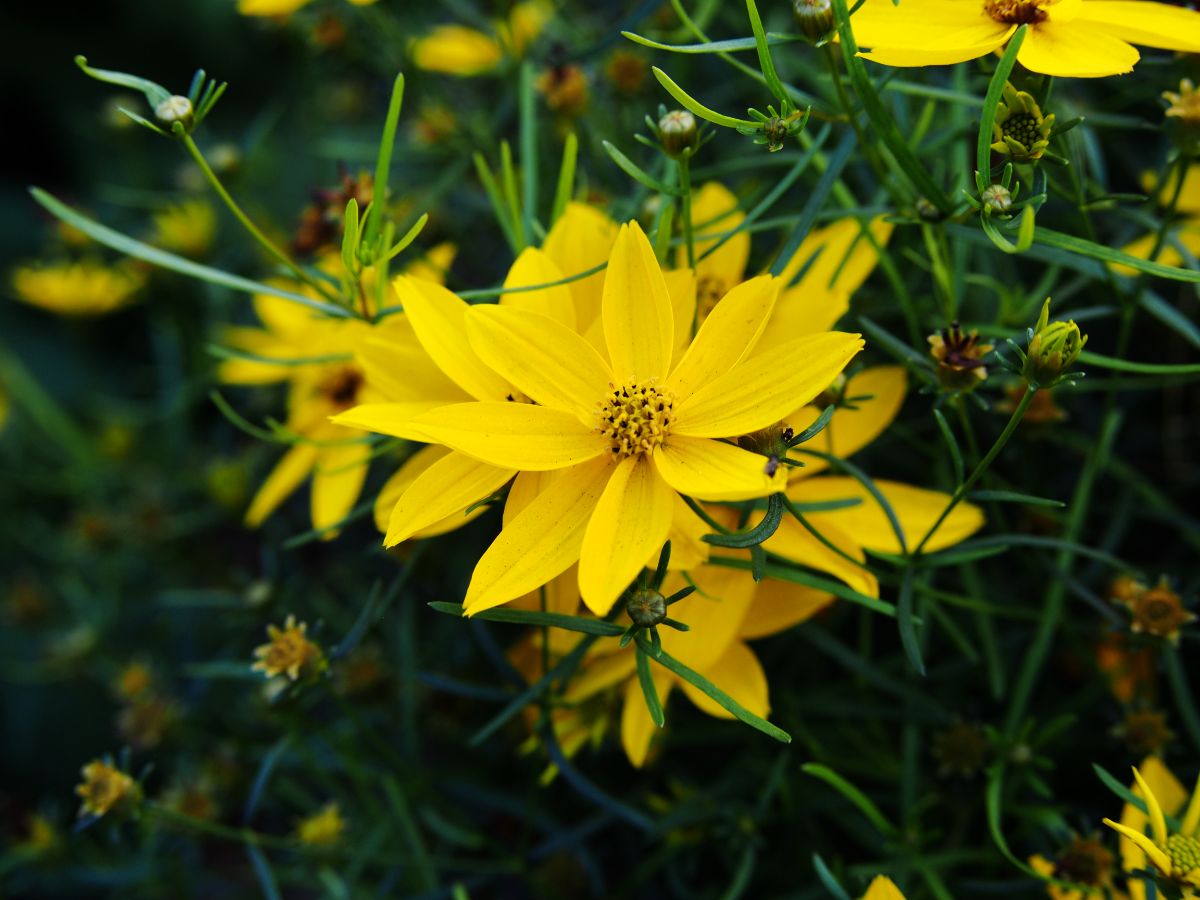 bright yellow tickseed flowers