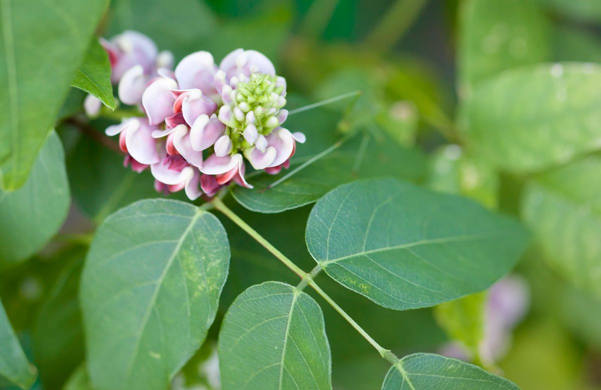 purple and white blossom on green groundnut plant leaves