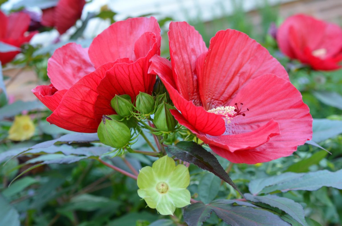 red dinner plate sized hardy hibiscus flowers