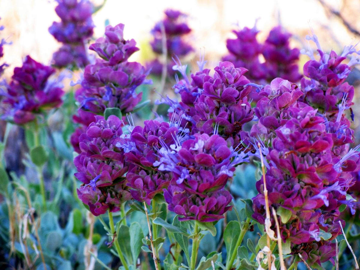Purple spikes of flowers on a rose sage plant