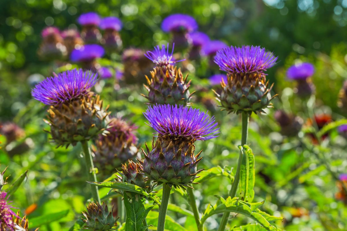 purple cardoon thistle flower