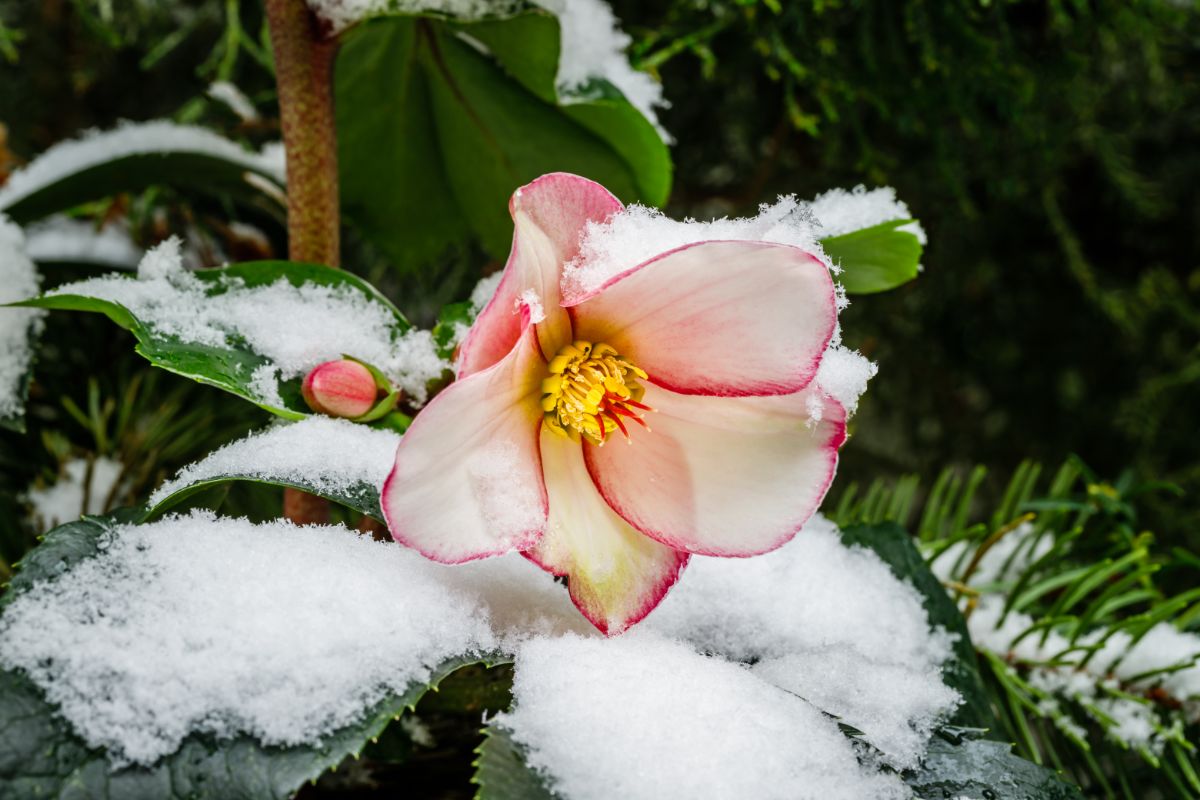 A pink-tinged hellebore flower topped with fresh snow