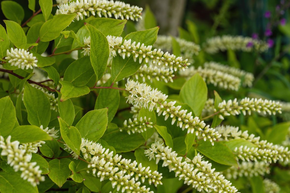 spikes of white flower blossoms on pepperbush plant