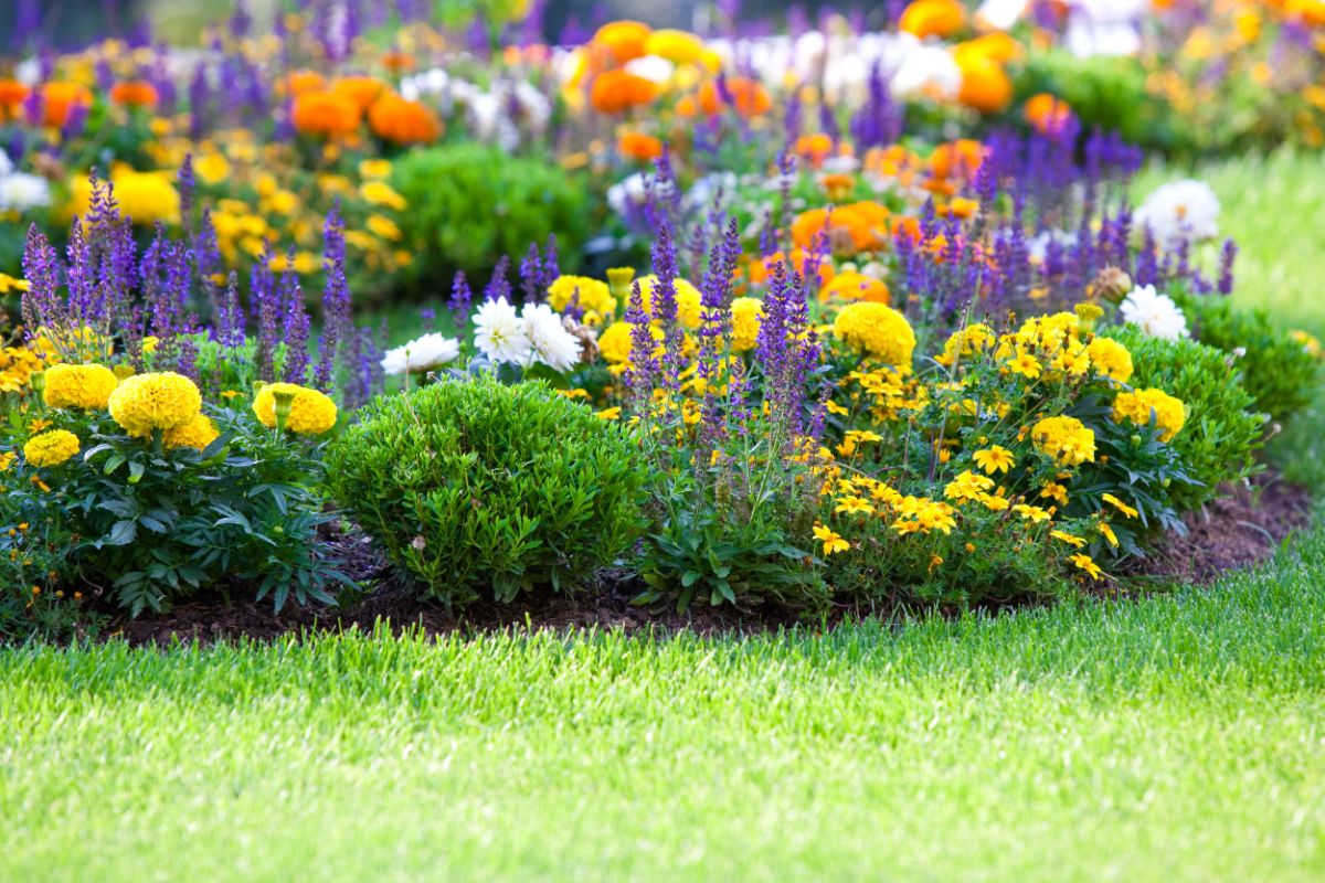 mixed flower bed planting weaving along the edge of a green lawn