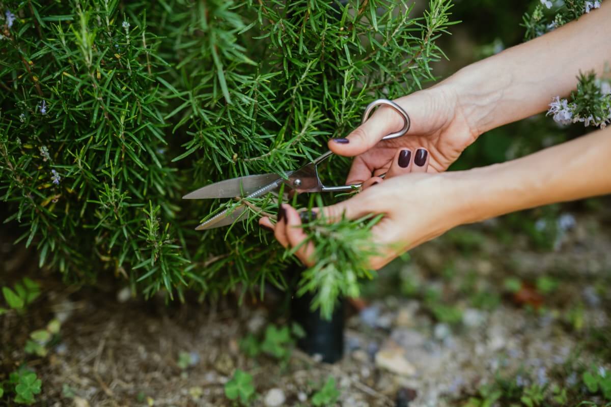 cutting shoots of rosemary for rooting