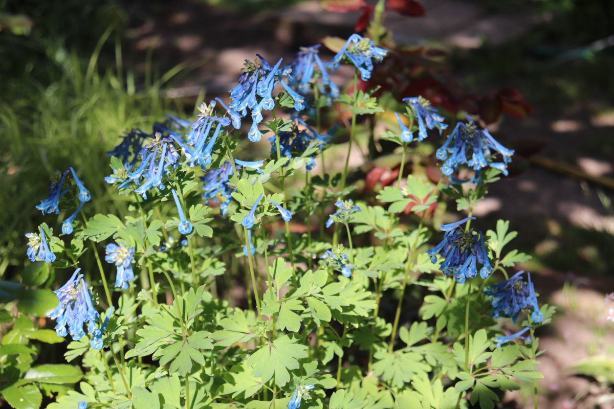 Blue blossoms on fumewort flower spikes