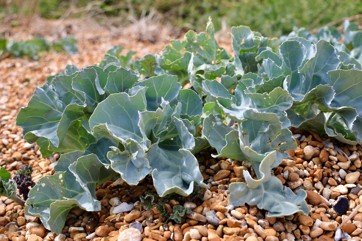 blue-green cabbage-like leaves of sea kale plant