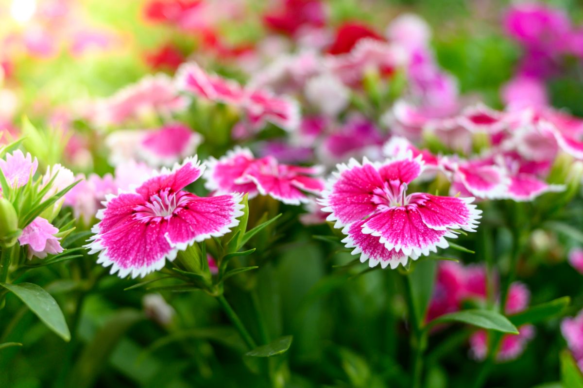 Dianthus "pinks" flowers