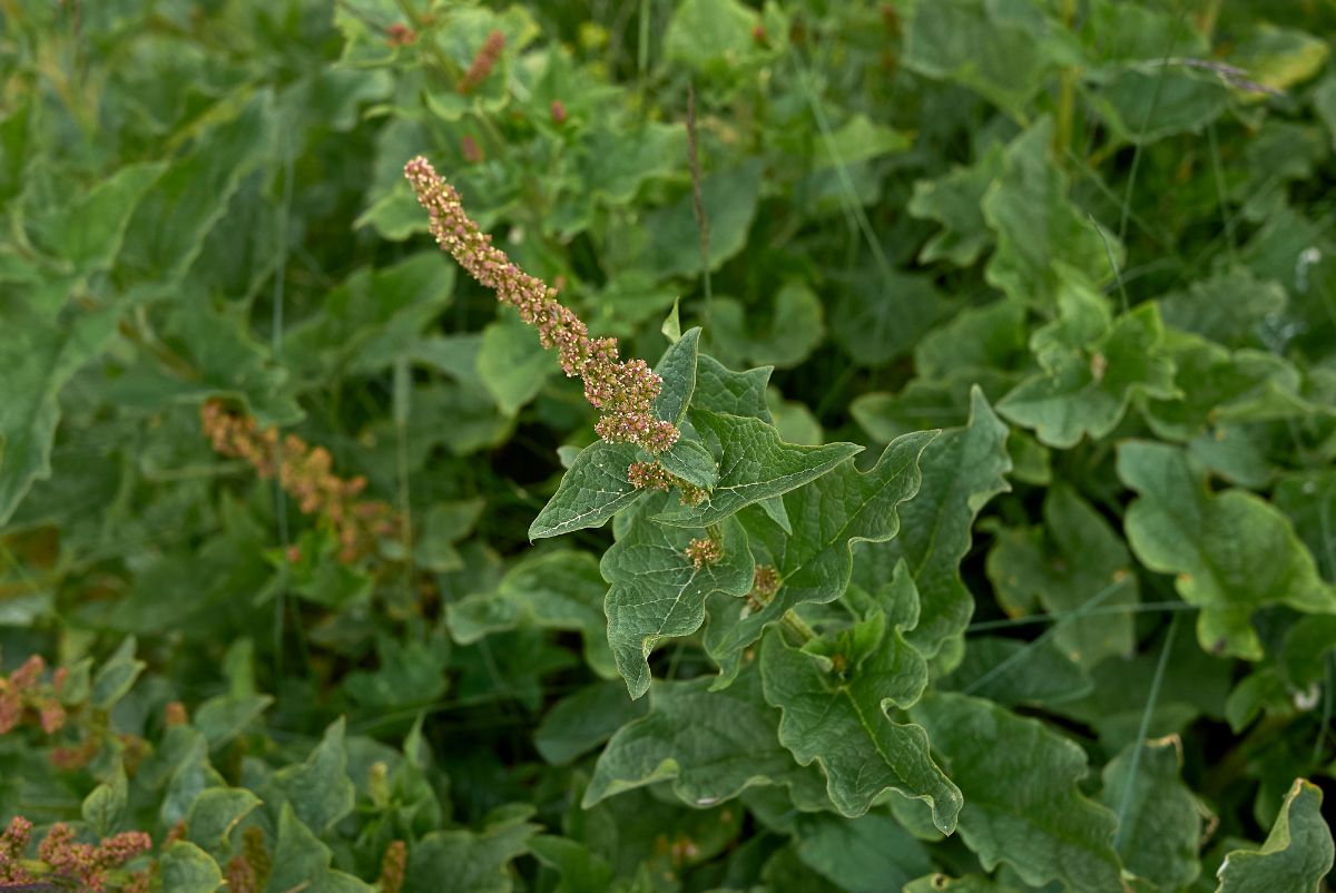 seed-topped stalk of Good King Henry edible perennial