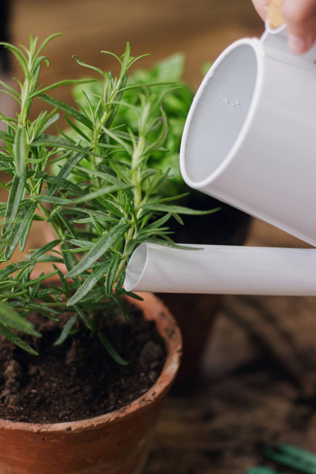 watering rosemary cuttings in soil