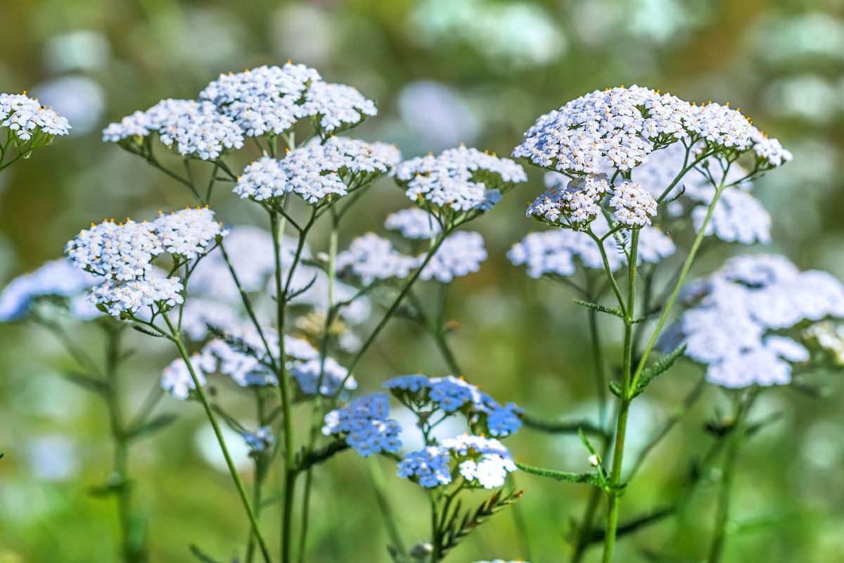 Clusters of tiny white yarrow flowers