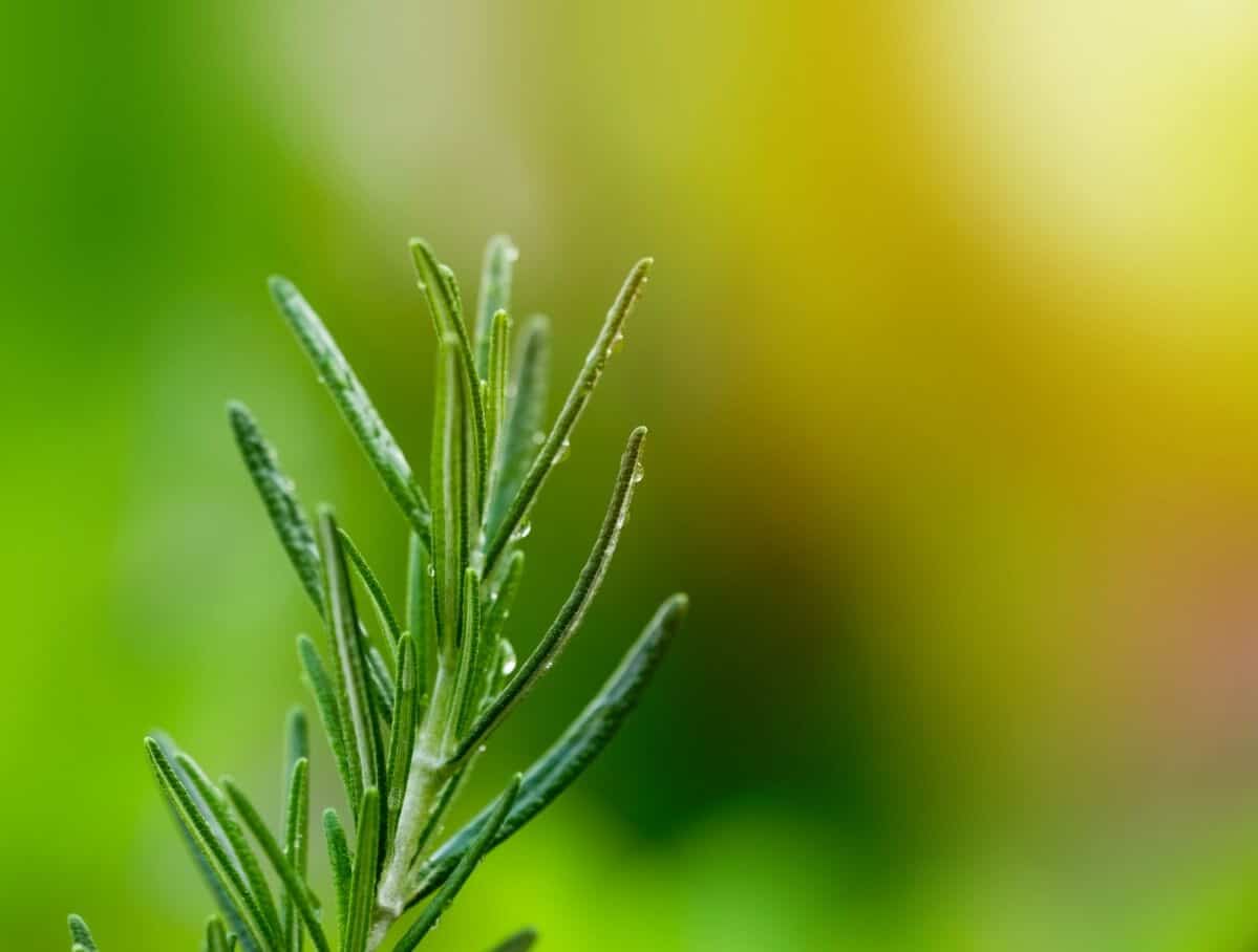 sprig of rosemary close up