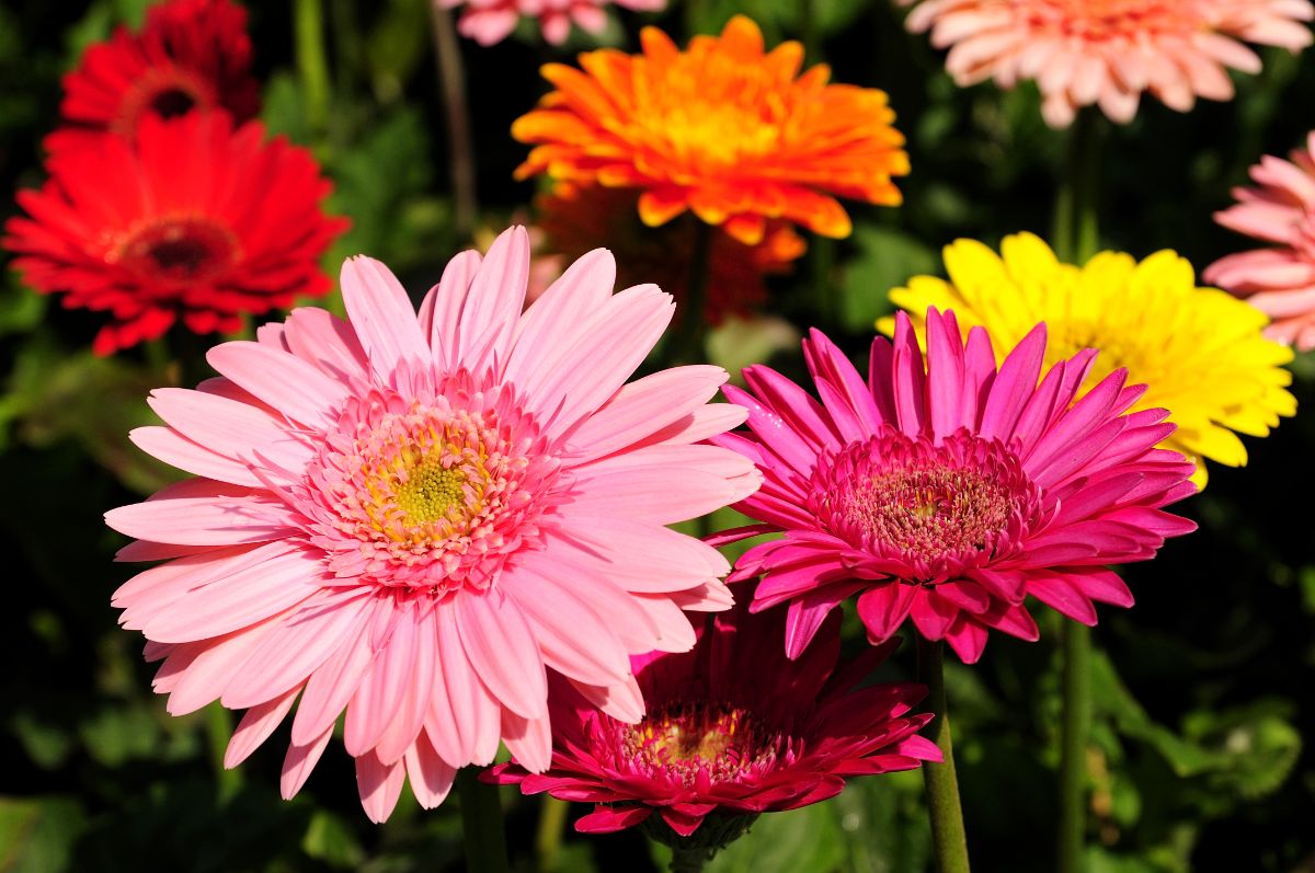 Large bright, deeply-colored Gerbera daisy flowers