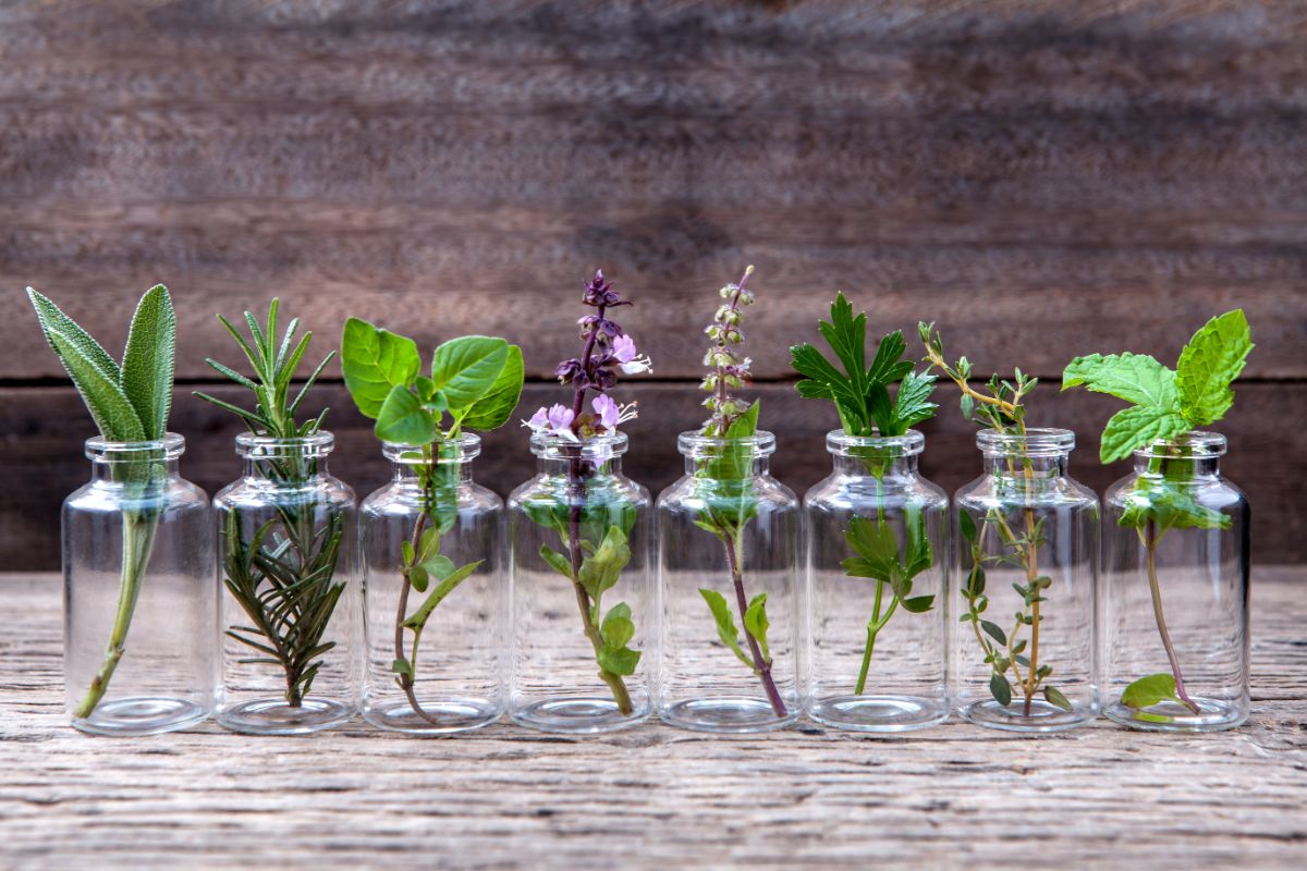 small jars each with one sprig of a different perennial herb