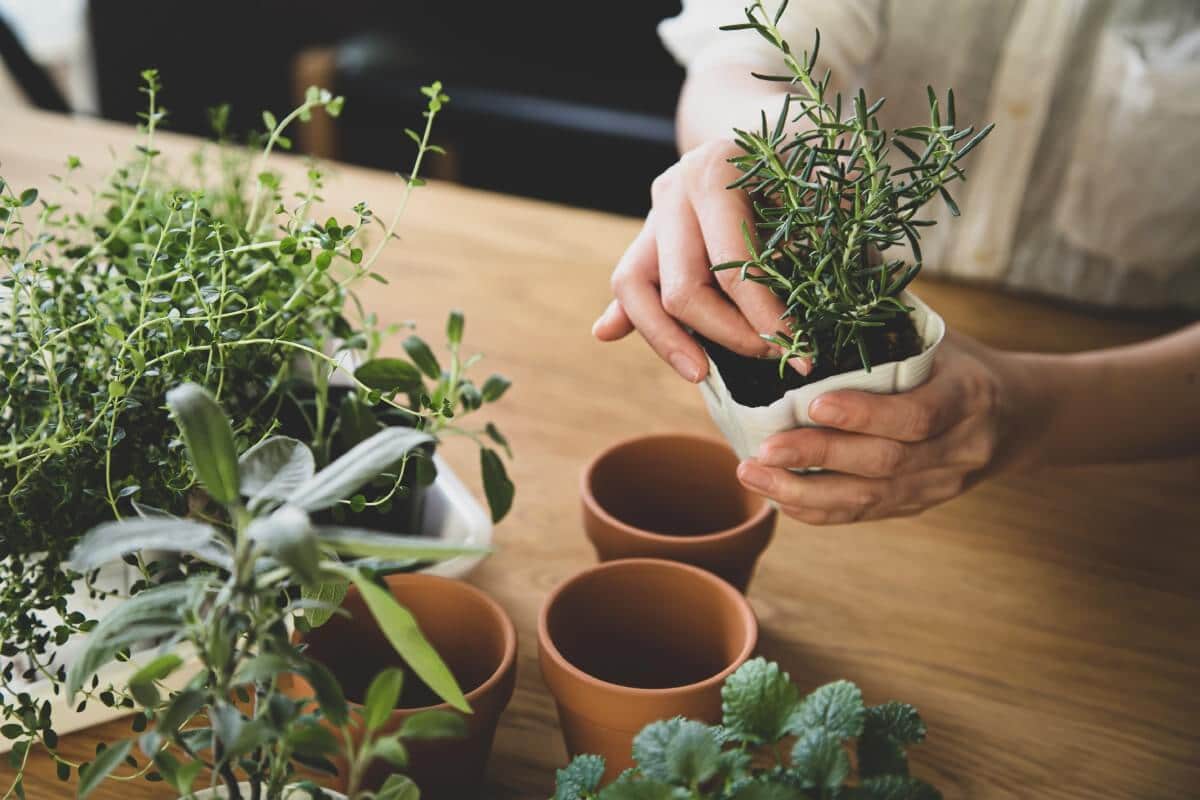 potting up small rosemary plant