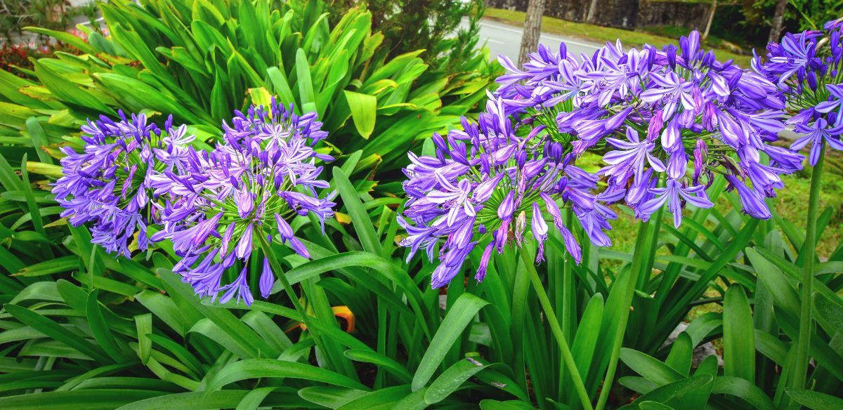 Globe-like clusters of purple African lily flowers