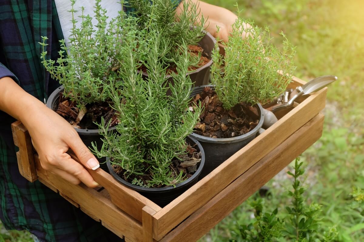 potted rosemary plants ready to plant outside