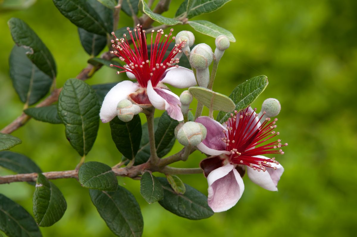 Bi-colored pineapple guava flowers