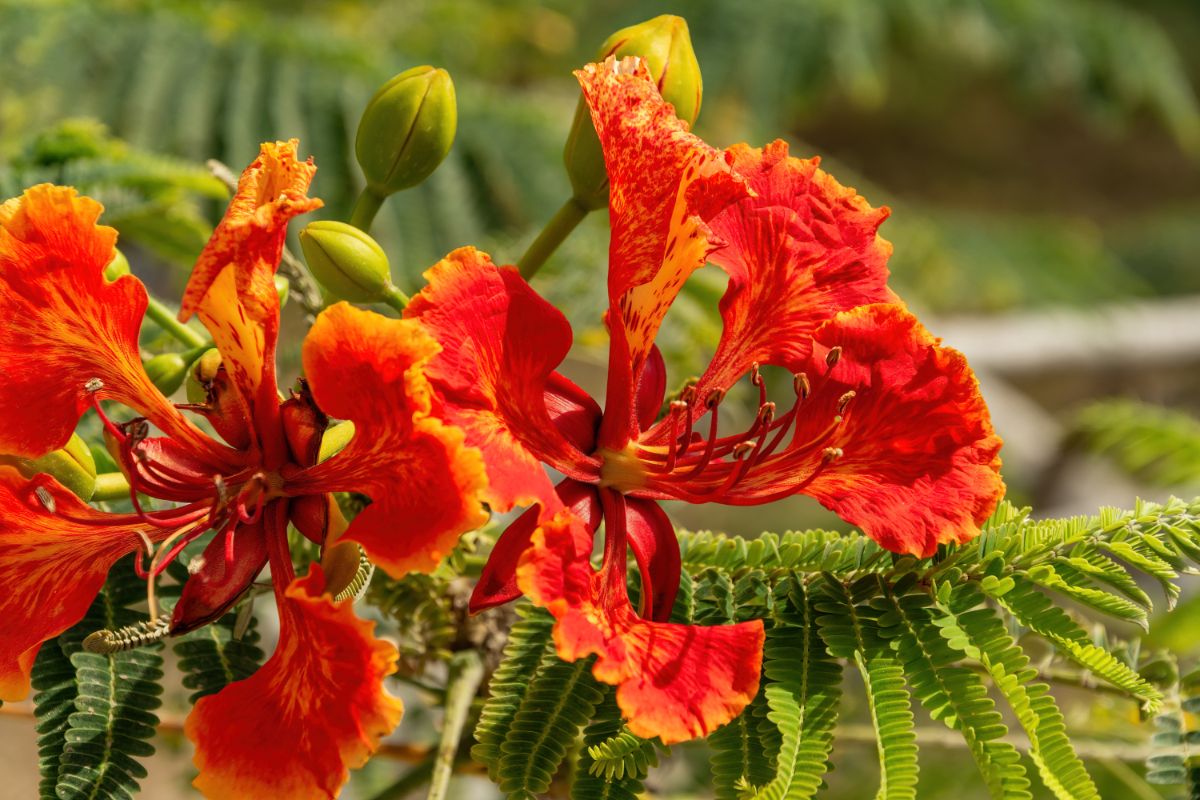 Flashy Red Bird of Paradise flowers