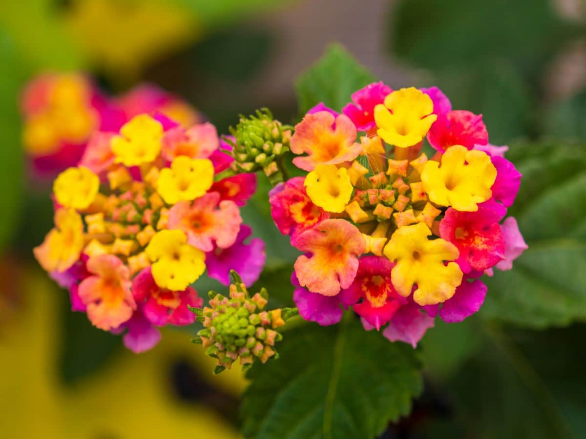 Unique, multi-colored, multi-shaped petals of Lantana flowers