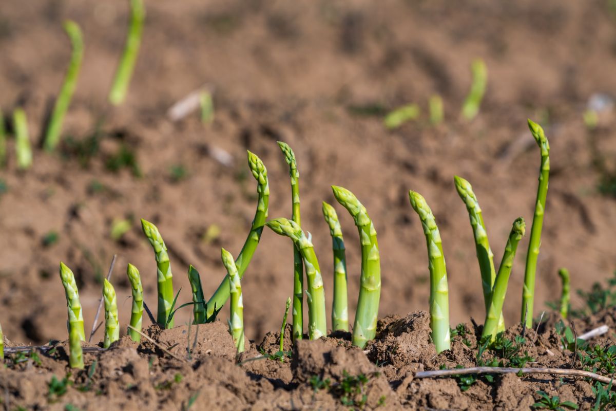 growing spears of green asparagus