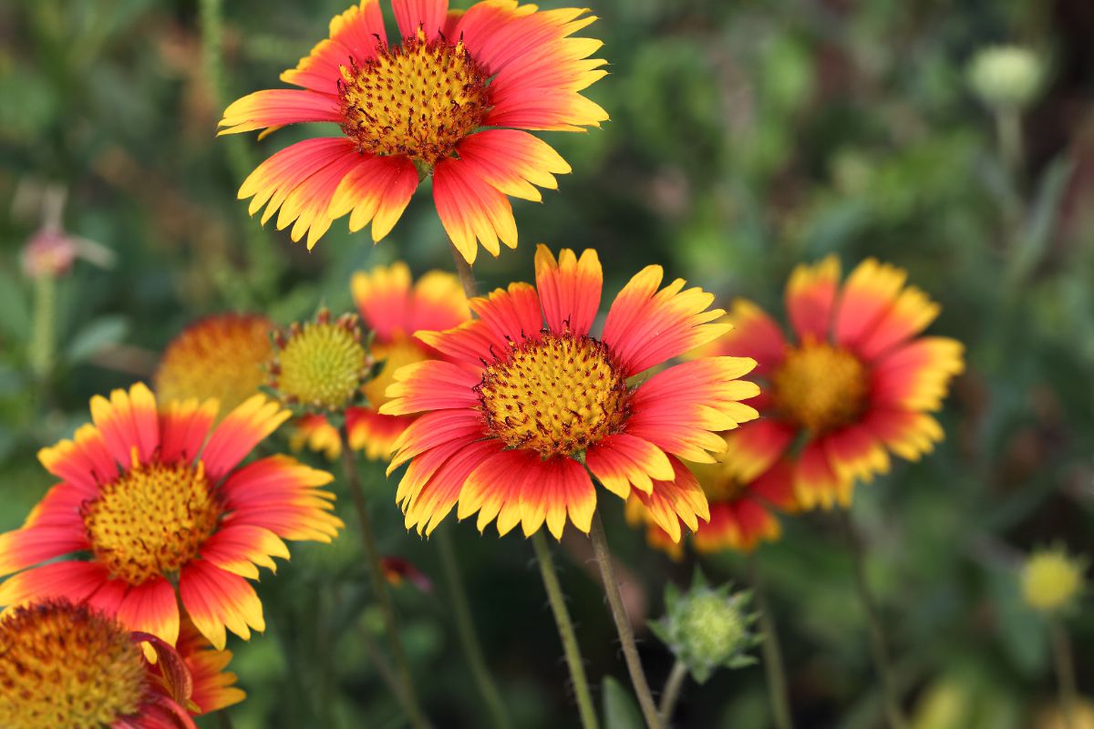 orangey-pink blossoms tipped with yellow on blanket flower