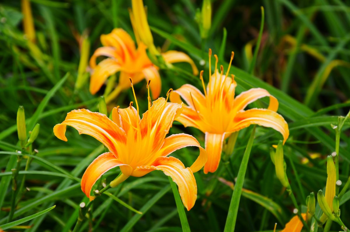 bright yellow-orange daylily flowers