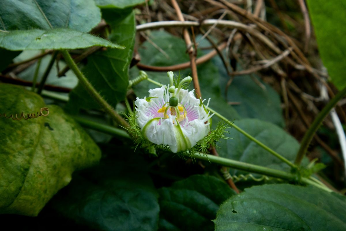 blossom of the Physalis pruinosa ground cherry close up