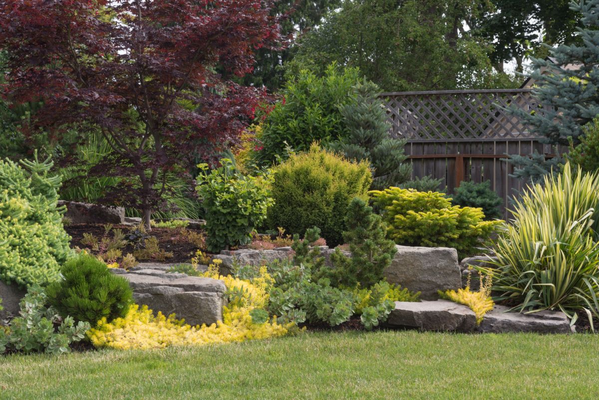 A variety of evergreen plants planted in a rock border garden