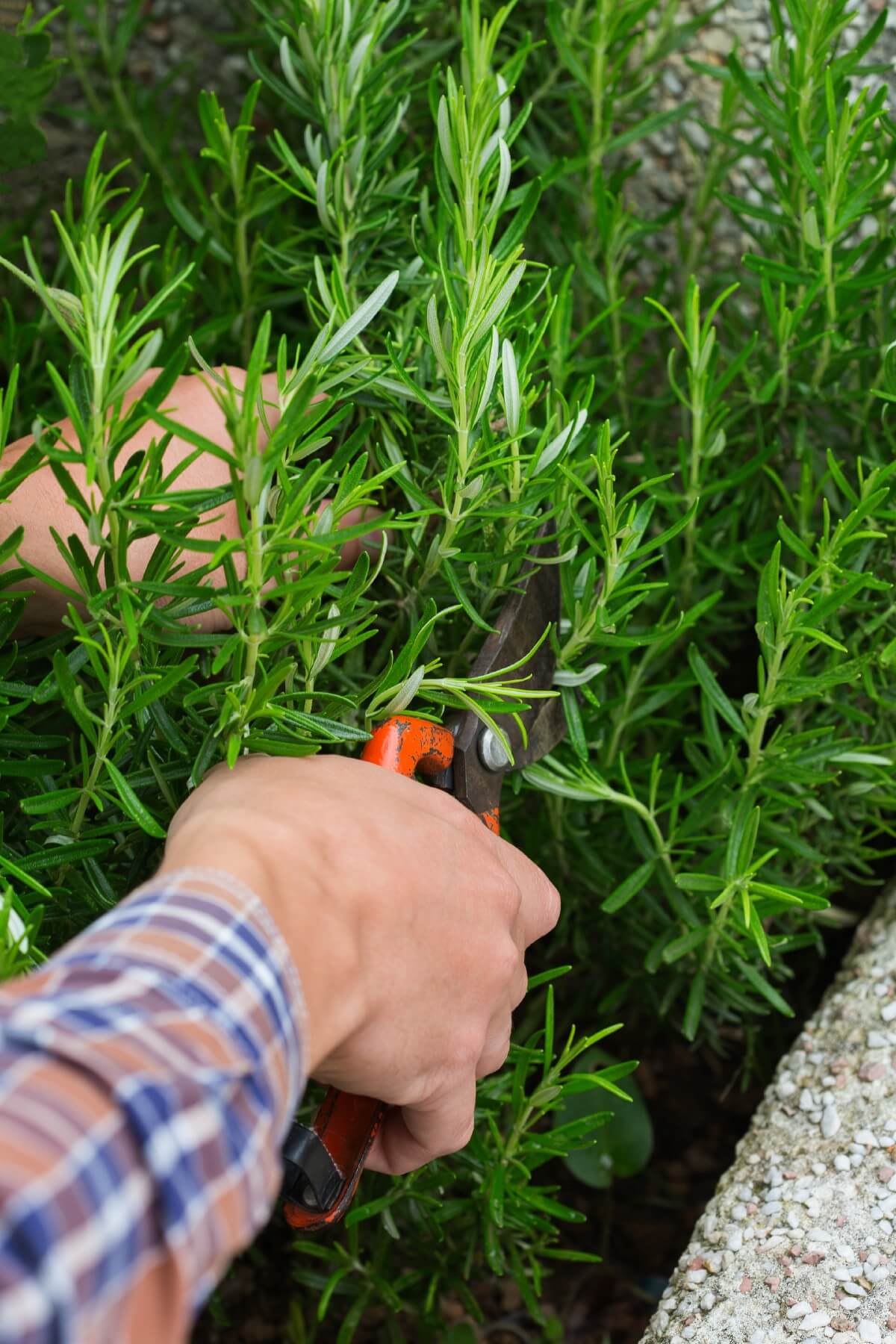 hands with nippers taking cuttings of rosemary plants