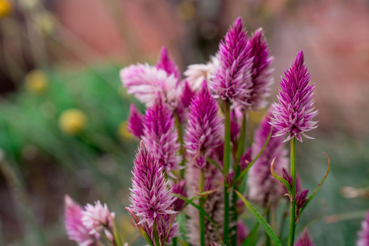 purple and white brush-like anise hyssop flowers