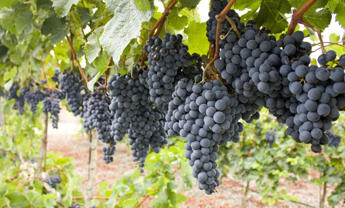 large clusters of purple hanging grapes