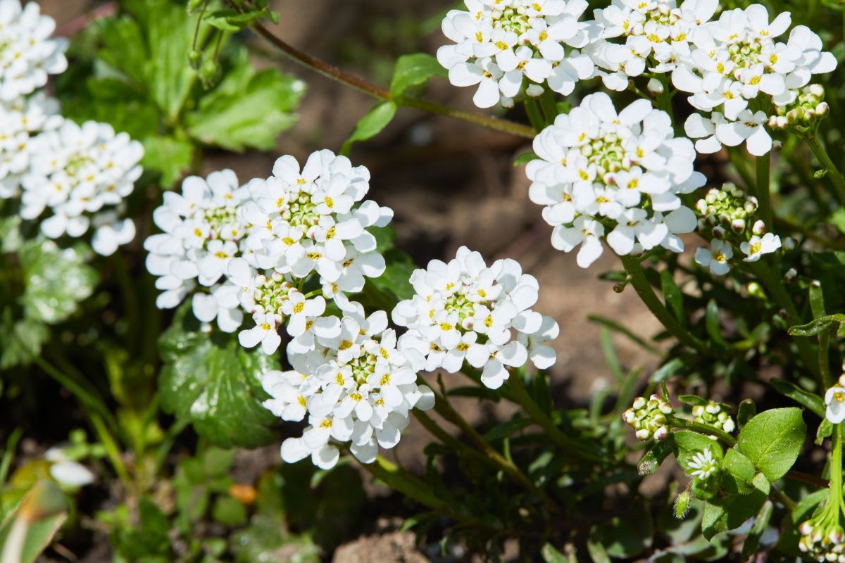 Clusters of white blossoms on mountain rock cress