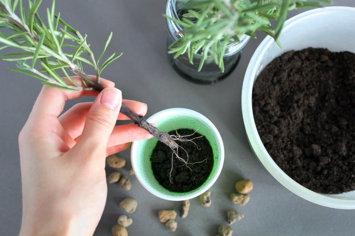 pricking out and potting up rosemary plant