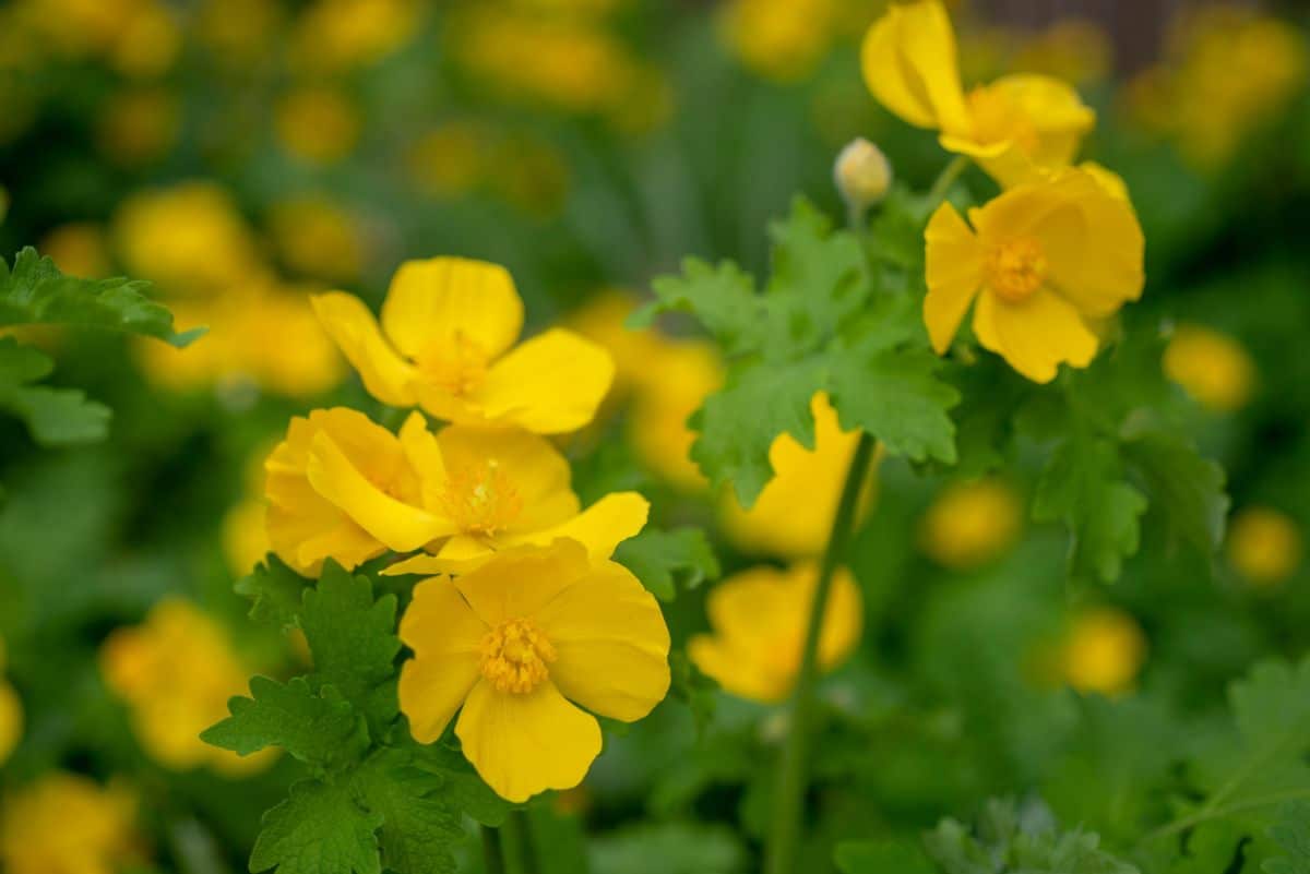 bright yellow Wood poppy blossoms are similar to buttercups
