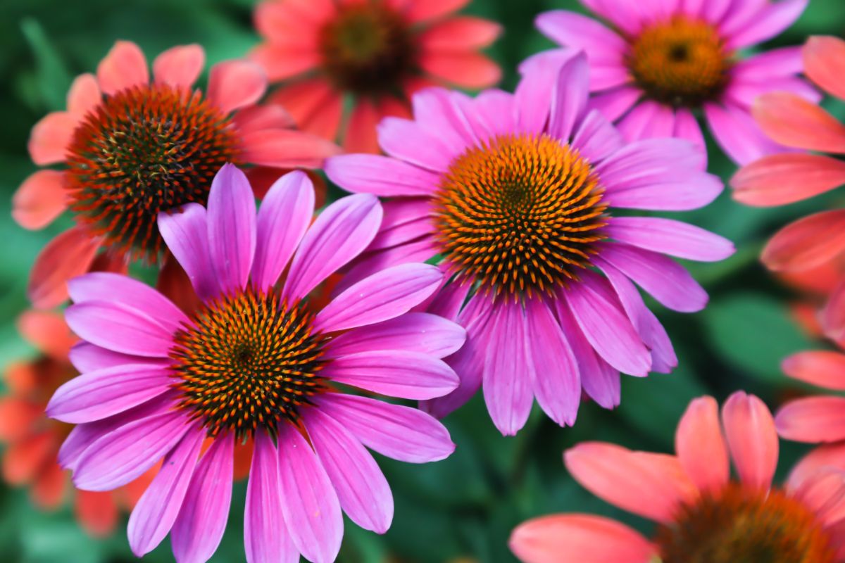mixed color planting of echinacea or coneflower