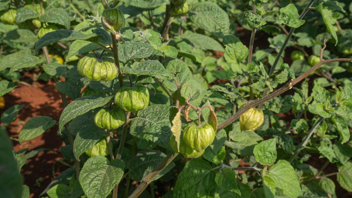 unripe ground cherries on the stem still closed in green outer papery covering