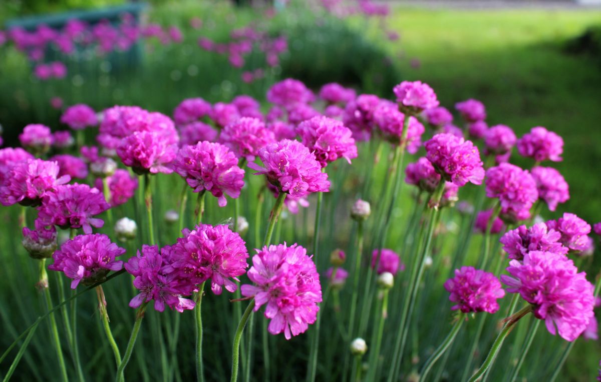 Purple, papery-looking pink-purple sea thrift blossoms
