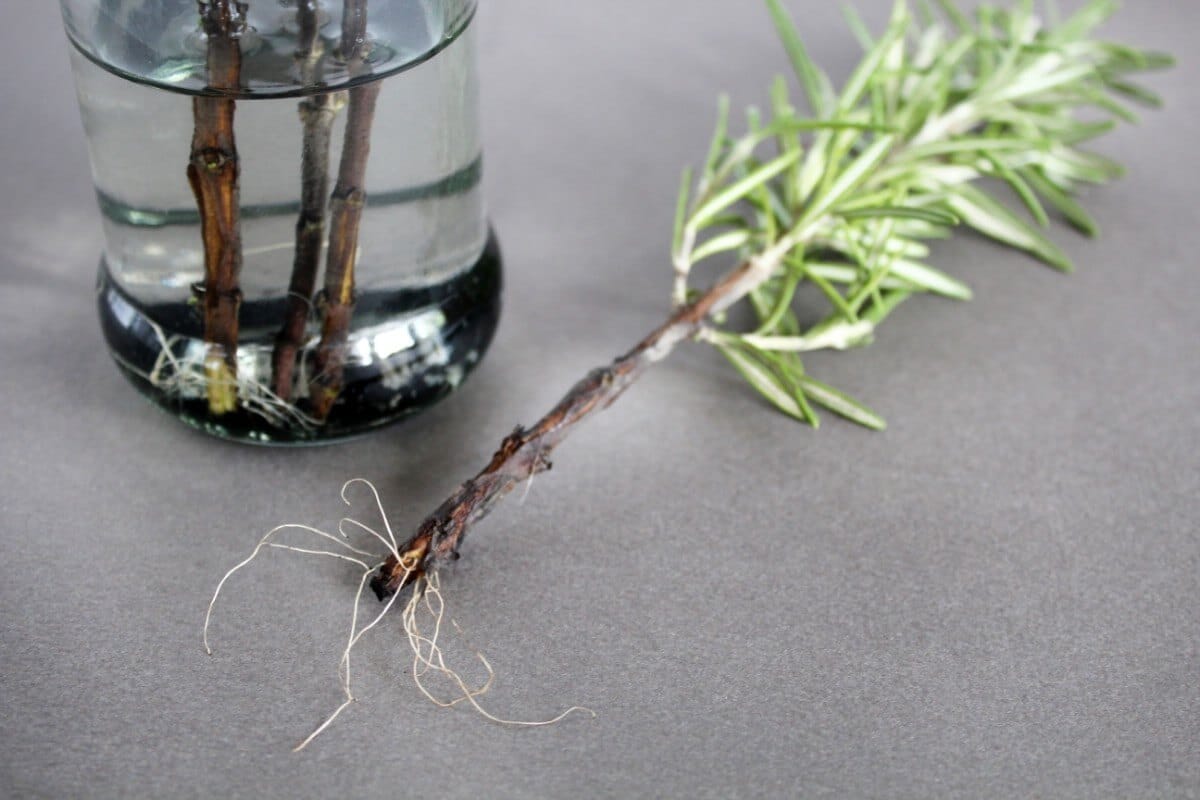 rosemary sprig rooted and ready for up-potting