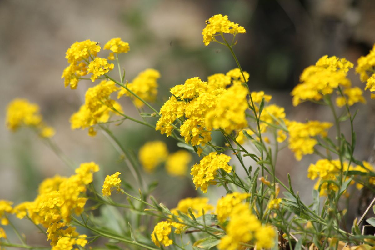 Closeup of yellow clusters of flowers on Basket of Gold plant.