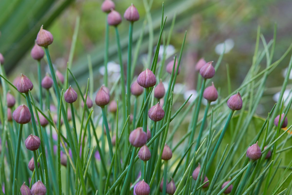 purple chive buds unopened on top of flower stalks