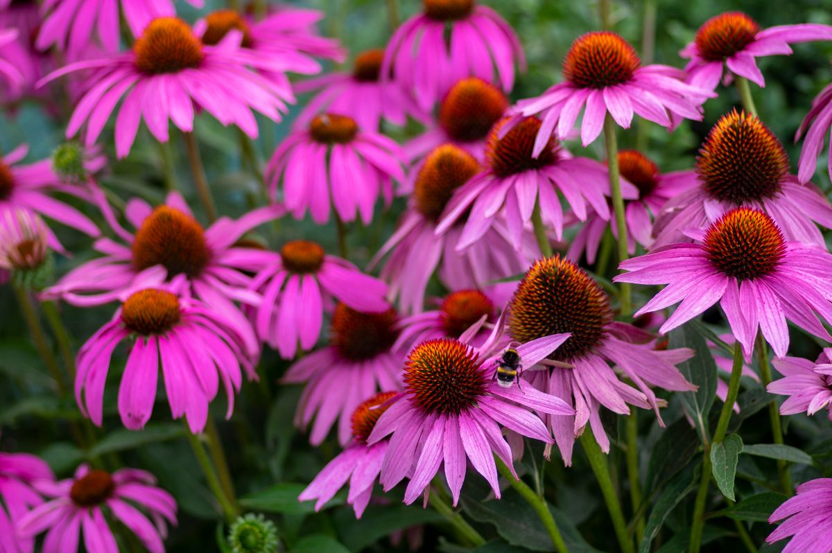 purple-pink echinacea flowers with a visiting bee