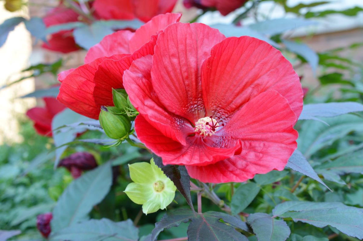 large red hardy hibiscus flower
