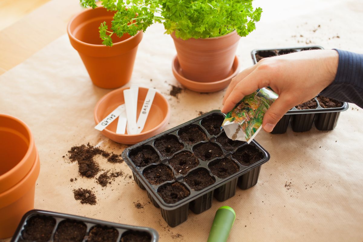 starting cell packs of plants for later transplants