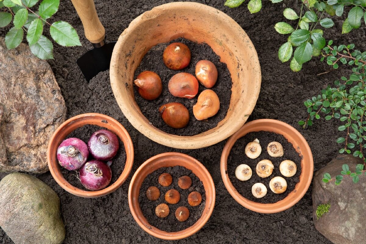 bulbs planted in pots and soil for forcing