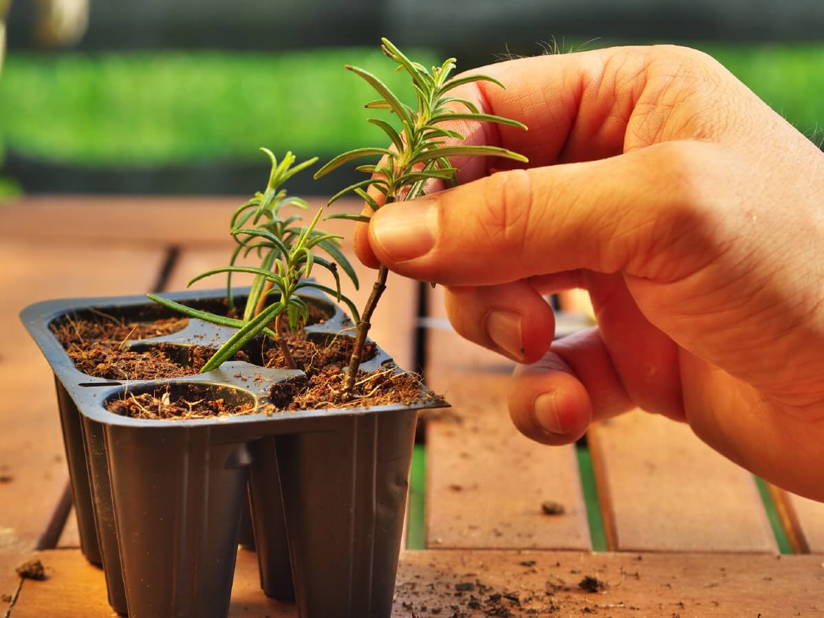 poking sprig of cut rosemary into six-pack cell pot