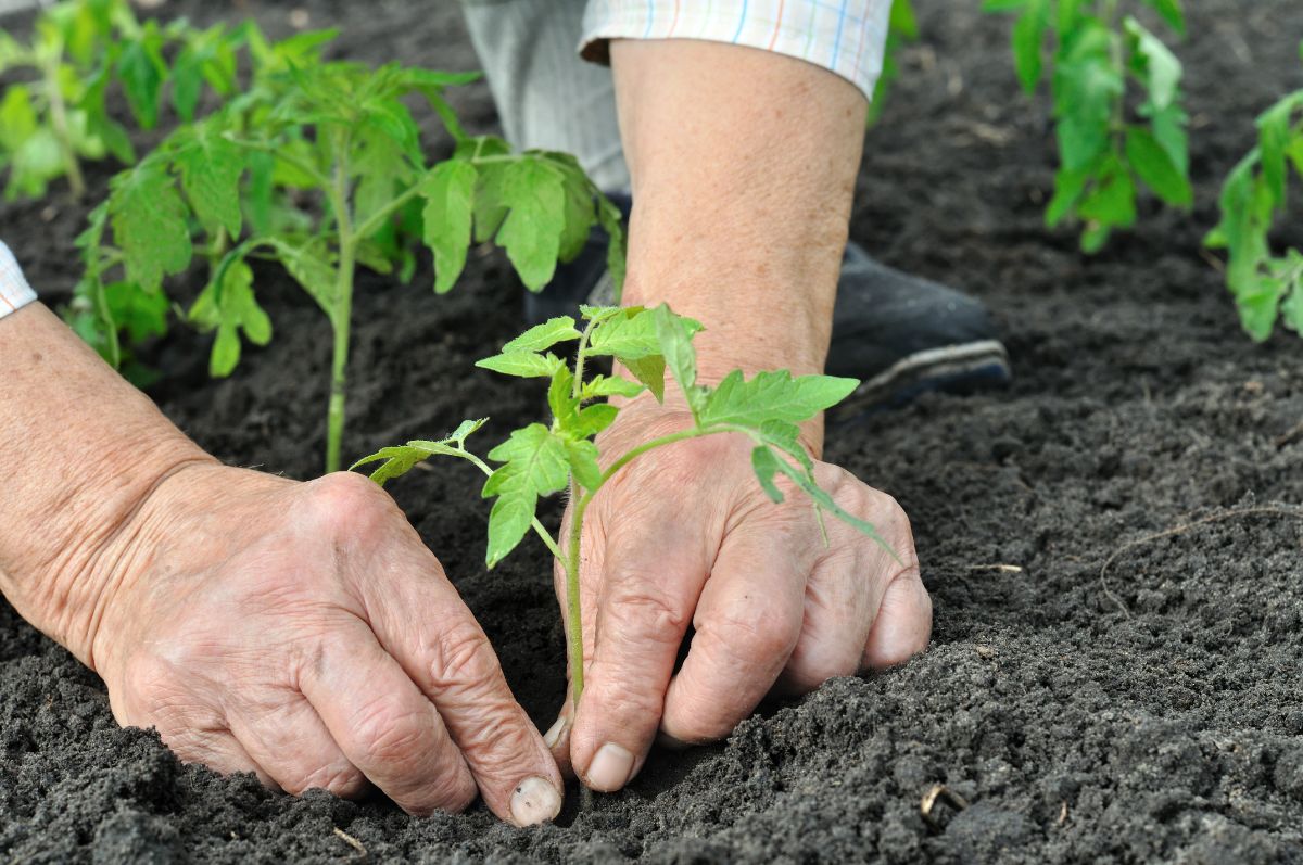 hands planting nightshade plants in the garden