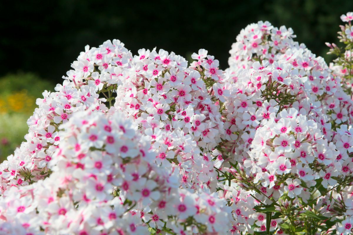 creeping phlox flowers, white with bright pink centers