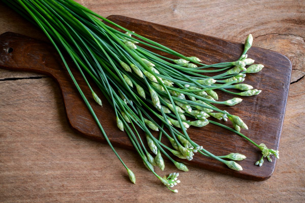 garlic chive stems topped with unopened blossoms on a cutting board